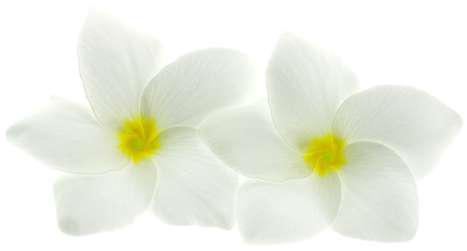 fleurs blanches de frangipanier, fond blanc