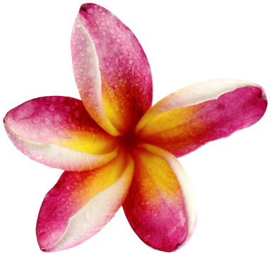 fleur rose de frangipanier, fond blanc