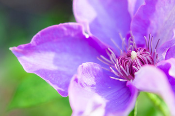紫色のクレマチス
