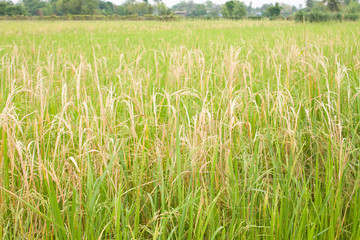 field rice thailand