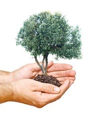 olive tree in palms as a symbol of nature protection