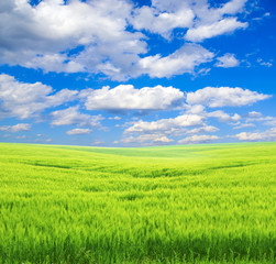 Fototapeta premium field