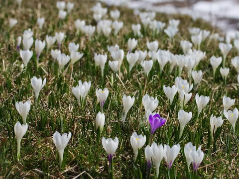 Crocco viola tra molti bianchi