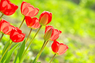 Obraz premium tulips in garden