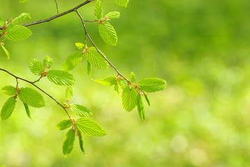 green leaves