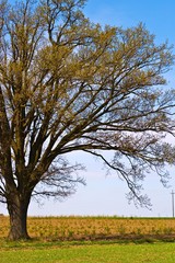 Fototapeta premium trees