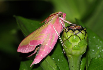 Obraz premium Pink hawk moth (Deilephila elpenor)