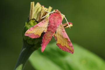 Pink hawk moth (Deilephila porcellus)