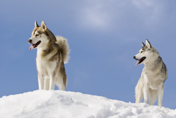 Two siberian husky