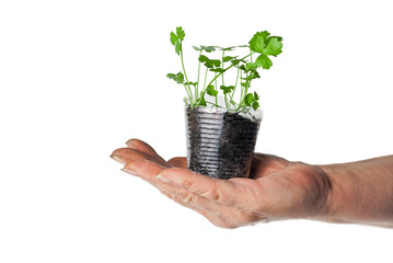 Human hand holding green plant in a transparent cup