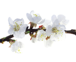Naklejka na ściany i meble Plum-tree flowers on a white background