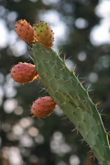 Cactus fruit ready to eat