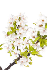 Obraz na płótnie Canvas plum tree on spring time