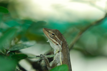 Anolis auratus - (Polychrotidae sauria)