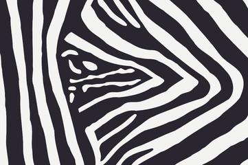 zebra