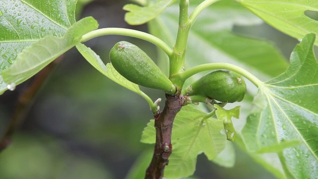Figues pas m&ucirc;res