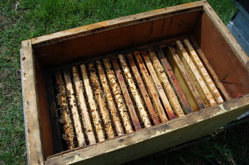 Ramki pszczele