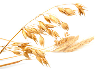 Wheat ear and oats