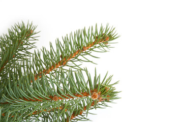 Branch of fir