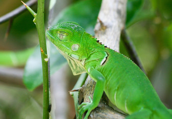 Iguanita verde con el ojo cerrado