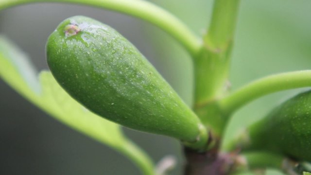 Figues pas m&ucirc;res