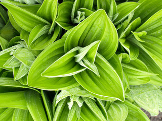 white hellebore (veratrum album)