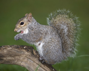Gagging squirrel