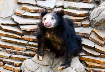 Sloth Bear (Melursus ursinus)