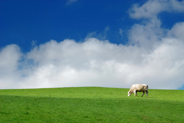 Fototapeta premium Cow in Field