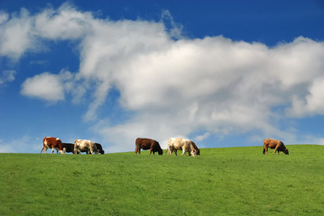 Fototapeta na wymiar Cattle in Field