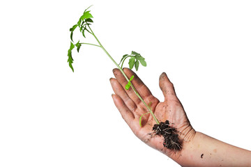 Fototapeta na wymiar Growing green plant in a hand isolated on white background
