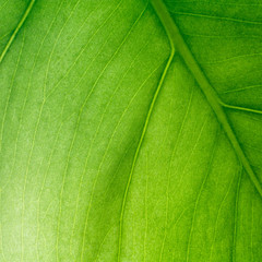 Green leaf background. Square composition. Macro, shallow DOF.