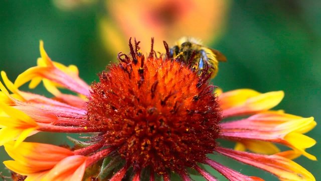 Bumblebee on a flower gardenia.