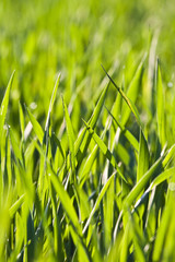 green grass with dew in morning light