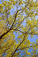 leaves of a tree in intensive light