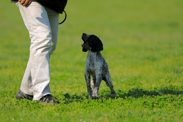 cagnolino © Samuele Gallini