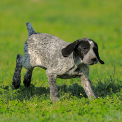 cagnolino © Samuele Gallini