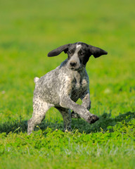cagnolino © Samuele Gallini