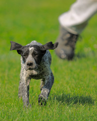 cagnolino © Samuele Gallini