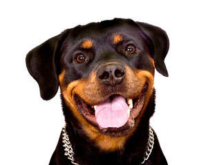 Portrait of Rottweiler Dog isolated on a white background