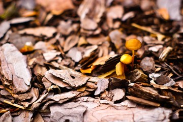 wild plant