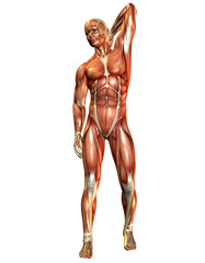 Muskelaufbau Mann von Vorne