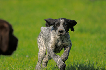 cagnolino © Samuele Gallini