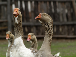 Brown goose group
