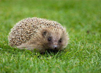 Hedgehog 2