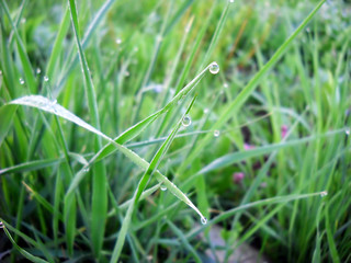 Green grass natural background