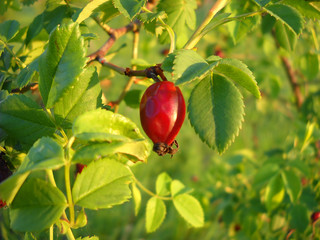 Rose hip
