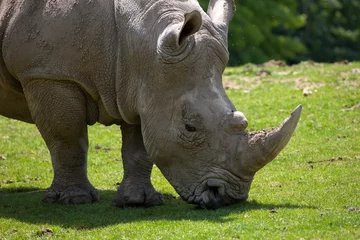 Foto op Plexiglas rhinocéros © philippe jouhaud