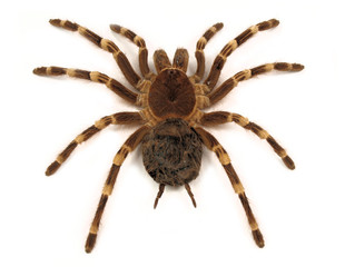 Trap door spider Acanthoscurria geniculata isolated