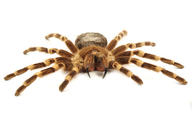 Trap door spider Acanthoscurria geniculata isolated